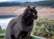 开云平台-欧冠淘汰赛之夜，基耶萨压力下完成爆发，从质疑到救赎的蜕变之路